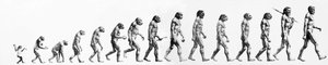 Evolução: Comparações de morfologias desde o macaco até ao homem actual (diferentes hominídeos). Gravura de fim do século XIX. de Unknown artist
