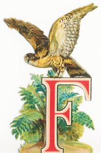 F: Falcon de Unknown artist