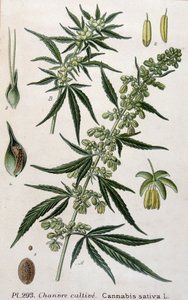 Planta fêmea de cannabis. Gravura do século XIX de Unknown artist