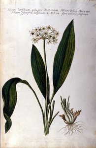 Alho. Herbário do século XIX. de Unknown artist