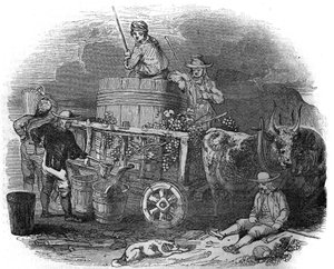 Colhedora em Pola (Pula) (Istria) na Croácia no século XIX. de Unknown artist