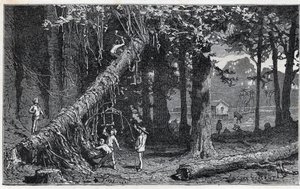 Colheita da casca de cinchona - Quinquina (Cinchona officinalis) de Unknown artist