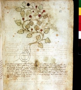 Herb "Idriam Maggiore" ou erva "na forma de um simples nó". Quadro botânico, Biblioteca comunale di Rimini de Unknown artist