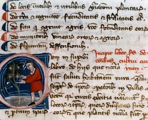 Horticultura: colheita de frutas. Detalhe. Página manuscrita (MS.s.vi) "Trattato di agraria" de Pietro de Crescenzi (Pedra Crescente ou Pedra Crescente) (1233-1320) Século XIV Cesena, Biblioteca Malatestiana de Unknown artist