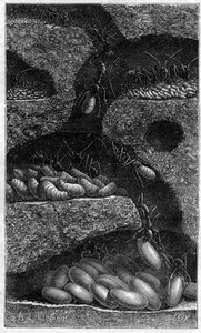 Alojamento de ovos e larvas numa formiga. Gravação em "le journal de la Jeunesse" de 1888. de Unknown artist