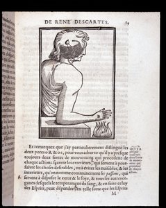 O sistema sensorial humano liga-se ao cérebro - em "L