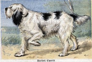 Cão de caça: Parar o Barbet de Unknown artist