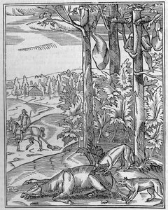 Caçar o lobo: o vigia. Fac-símile (Fac-simile) de uma gravura em madeira do século XVI. Gravura em "La Nature: Revue des sciences et de leurs applications aux arts et a l