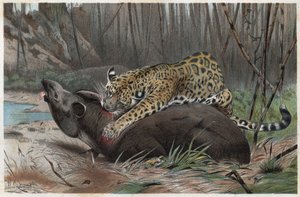 Jaguar (Panthera onca) - gravura de "Brehm
