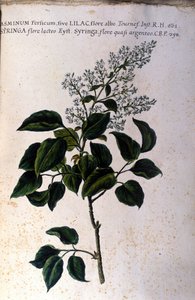 Ramo de Jasmim. Placa de um herbário do século XVII. de Unknown artist