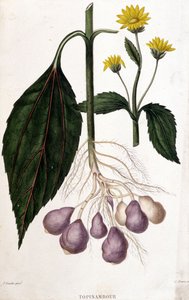 Alcachofra de Jerusalém - tabuleiro botânico de Unknown artist