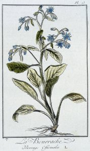 La Bourrache (Borrage Officinalis) - em "Exercises de botany à l