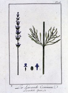 La Lavande Commune (Lavandala Spica) - em "Exercises de botany à l