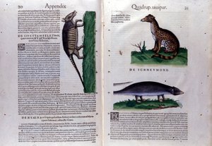 O civet, a hiena e o mangusto, em Historia Animalium de Conrad Gesner (1516 - 1565), Tiguri de Unknown artist