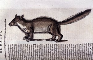 A marta (ou marta) em Historia Animalium de Conrad Gesner (1516 - 1565), Tiguri de Unknown artist
