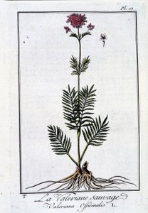 A valeriana selvagem - em "Exercise de botany à l