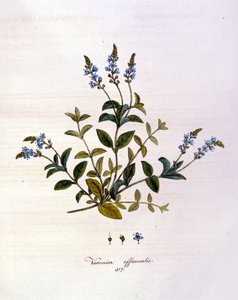 La veronica. Gravura do século XIX. de Unknown artist