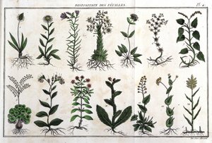 Disposição das folhas: em "Flora Françoise, ou uma breve descrição de todas as plantas que crescem naturalmente em França, dispostas de acordo com um novo método de análise ao qual a citação das suas virtudes menos equívocas na medicina, e a sua utilidade  de Unknown artist
