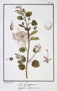 Le Caprier (Capparis Spinosa) - em "Exercises de botany à l