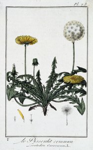 Le Dandelion commun (Leontodon caraxacum) - em "Exercises de botany à l