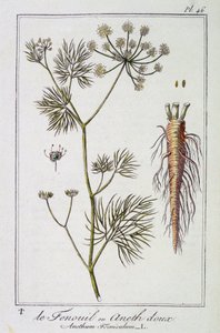 The Fennel or Sweet Dill (Anethum Foeniculum) - em "Exercises de botanique à l