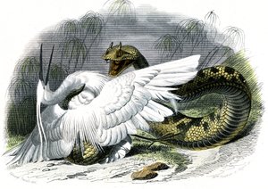 Le ceraste (Vipera cerastes) - Prato de História Natural de Bernard Germain de Lacepede (1856-1925), edição P.Furme, Paris de Unknown artist