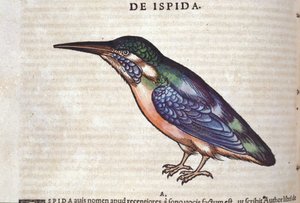 O comedor de abelhas em Historia Animalium por Conrad Gesner (1516 - 1565), Tiguri de Unknown artist