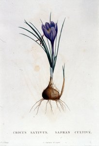 O açafrão (Crocus sativus) de acordo com Botanique de J. Rousseau, Paris 1822. de Unknown artist
