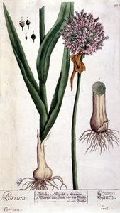 Leek - quadro botânico de Unknown artist