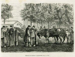 Pecuária andando em Leeuwarden (Holanda). Gravura para ilustrar a história La Frise, baseada numa relação de um jornal holandês, em le tour du monde 1886, dirigida por Edouard Charton (1807-1890), Hachette, Paris. de Unknown artist