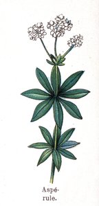 Plantas medicinais e botânicas alimentares: aspérula. Gravura em "La medicinal naturelle", de Friedrich Eduard Bilz (1842-1922) de Unknown artist