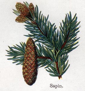 Plantas medicinais e botânicas alimentares: abeto. Gravura em "La medicinal naturelle", de Friedrich Eduard Bilz (1842-1922) de Unknown artist