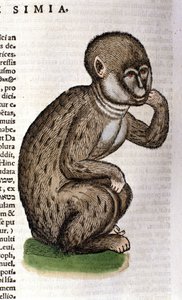 Macaco depois do Historia Animalium de Conrad Gesner, Tiguri 1560. Biblioteca nazionale Braidense. Milão de Unknown artist