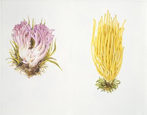 Cogumelos de Unknown artist