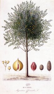 Fragrâncias Myristica - Muscadier (Myristica officinalis). tabuleiro botânico de Unknown artist