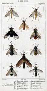 Quadro de história natural. Entomologia. Família Dipteres. Aplóceres: 1. faias de Ródão; 2. bion de Plebeien; 3. Sic Ferruginoso; 4. morio antraz; 5. linhas de Hypoleon 63; 6. camaleão Stratyome; 7; acéfalo de Cyrte; 8. Mydas em arame; 9. nemotele utiginos de Unknown artist