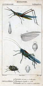 Quadro de história natural. Entomologia. Família de ortopedistas. Grylloides: 1. Gafanhoto muito verde. 1.a. a cabeça da frente; 2. o Pneumore tem papilas gustativas; 2.a. a cabeça; 3. o Nasu truxal; 3.a. cabeça; 3.b. asas estendidas. de Unknown artist