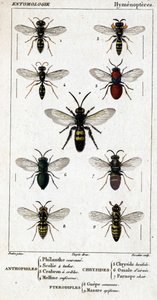 Quadro de história natural. Entomologia. Família Hymenopteres. Antófilos: 1. Coroa filantrópica; 2. 4 Manchas Scoile; 3. Rastreio de Crabron; 4 Melline ruficorne. Chryside: 5. Lucidulous Chryside; 6. cérebro Omalum; 7. carne parnope. Pterodiples: 8. Área c de Unknown artist