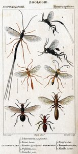 Quadro de história natural. Entomologia. Família Hymenopteres. Entomotilles: 1. protestante Inchneumon; 2. Foene lancier; 3. Evanie appendigastre; 4. ophion amarelo; 5. pintado de branco. Mirmeges: 1. Baía de Doryle; 2. redhead (Fem.) Provided (Fem.) 3. Mu de Unknown artist
