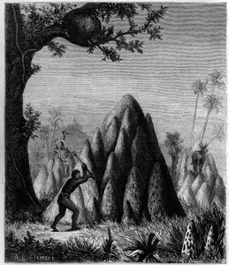 Ninhos das "Térmitas da Guerra" e das "Térmitas das Árvores" em África. Gravura em "La Nature: Revue des sciences et de leurs applications aux arts et a l