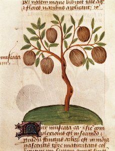 Noz-moscada, Descrição das plantas medicinais e como prepará-las. Página do manuscrito "Tratado de ervas" (Tractatus de herbis), de Pedanius Dioscorides de Unknown artist