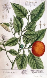 Orange (Aurentia) - Arts Deco de Unknown artist