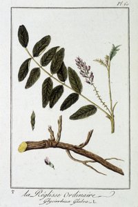 Glycirrhiza glabra - em "Exercises de botany à l