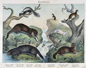 Lontras, furões, doninha... - em "Histórias naturais de mamíferos", Ed. Schreiber de Unknown artist