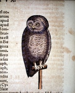 Coruja - de Historiae animalium de Konrad Gesner, Tiguri de Unknown artist
