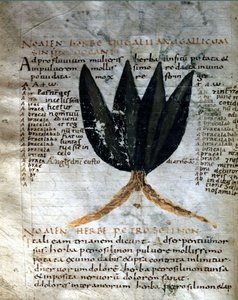 Página do manuscrito de Apulee (Lucius Apuleius) (ca. 125-ca. 180), "De viribus herbarum", século VIII ou IX. Lucca, Biblioteca do Governo. de Unknown artist