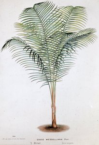 Palm Cocos Weddelliana (Brasil) - Tábua Botânica de Unknown artist