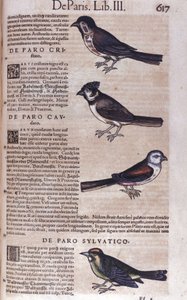 Passerines in Historia Animalium de Conrad Gesner (1516 - 1565), Tiguri de Unknown artist
