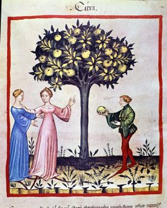 Cedrato picador, fruto do cedratier. Iluminação a partir da ordenha de medicamentos e dietética "Tacuinum sanitatis". de Unknown artist
