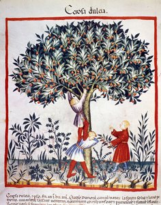 A apanhar cerejas. Iluminação a partir da ordenha de medicamentos e dietética "Tacuinum sanitatis". de Unknown artist